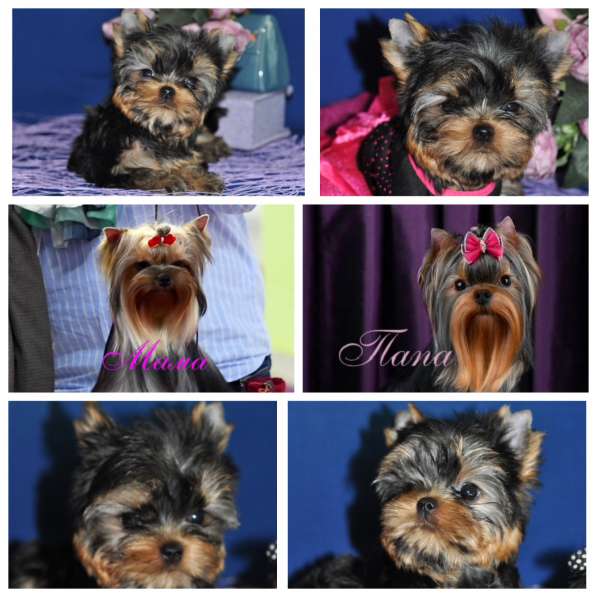 Щенки Йоркширского терьера, мини девочка в Москве фото 3