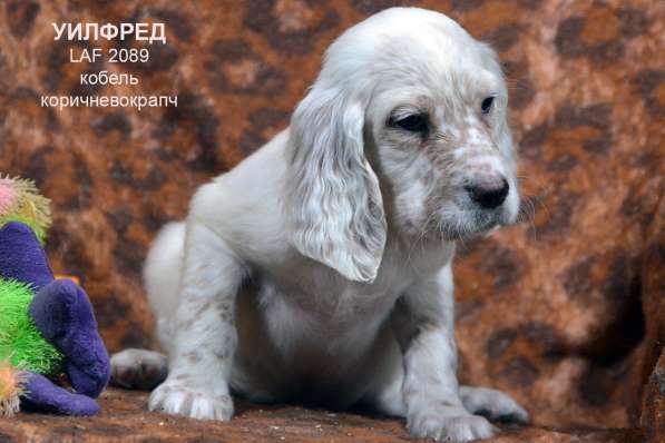 Английский сеттер щенки из элитного питомника в Москве фото 84