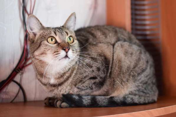 Алиса &mdash; беззащитное существо ищет дом в Москве