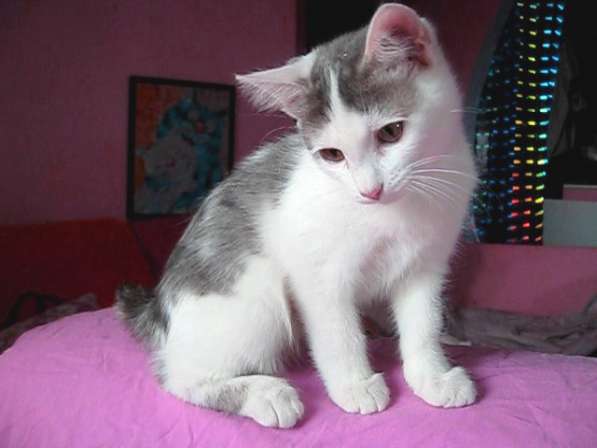 Европейская короткошерстная кошка – характеристики в фото 3