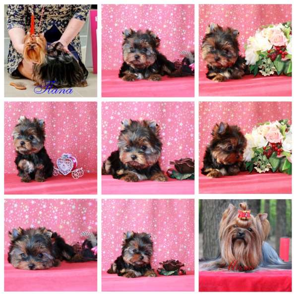 Щеки Йоркширского терьера. Девочка супер мини