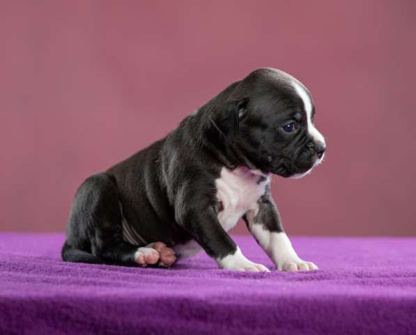 Девочка АмСтафф ищет самую лучшую семью в Санкт-Петербурге фото 12