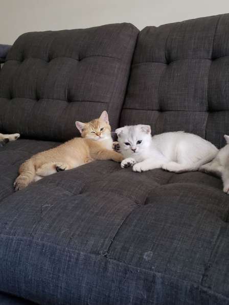 Scottish Golden Chinchilla and Silver в фото 19