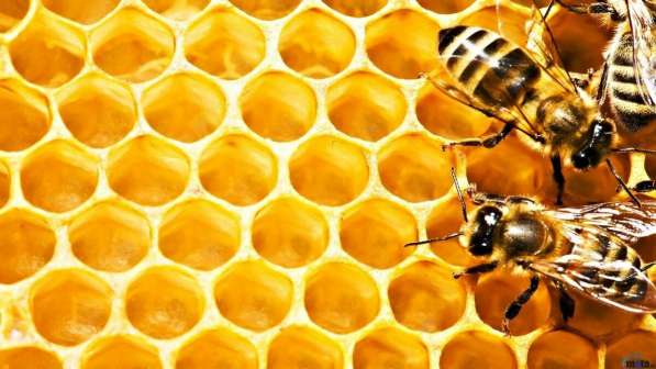 Продукты пчеловодства в Ейске