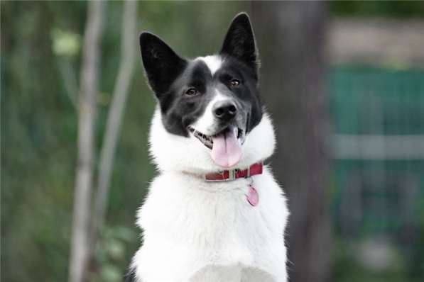 Красивый пёс Рэнди в добрые руки! в Москве фото 44