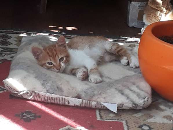 Солнечный котёнок ищет дом и добрых хозяев! в Саках
