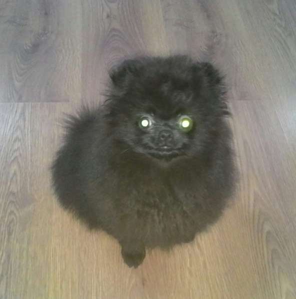 Подросток шпица в Санкт-Петербурге фото 3