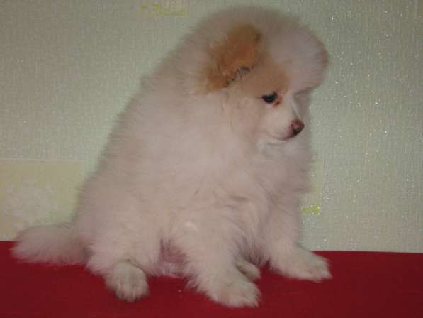 Лисята в Ростове-на-Дону фото 10