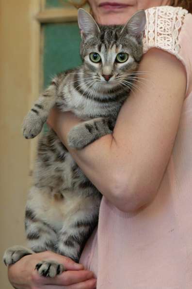 Ручная кошечка ищет дом