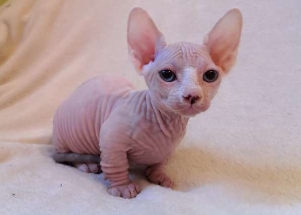 Порода Бамбино в фото 12