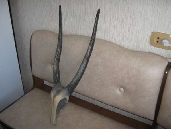 Оленьи рога из дерева в Челябинске фото 5