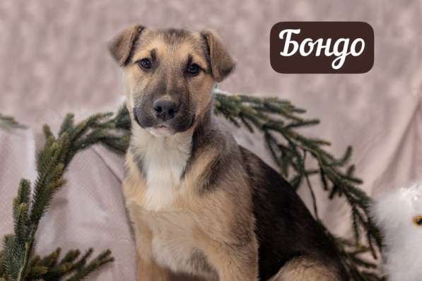 Шоколадные и другие щенки — от лабрадора и овчарки ищут дом в Москве фото 8