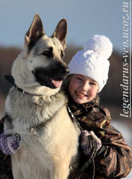 Щенков, собак породы восточноевропейская овчарка в Москве фото 4