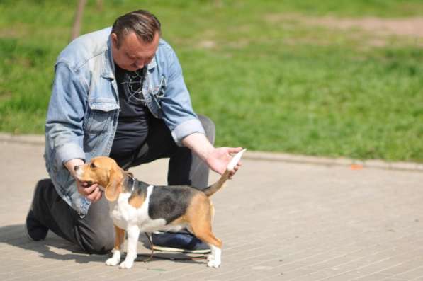 Дрессировка собак у зоопсихолога в Москве фото 6