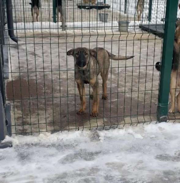 Щенок девочка Есения в поисках дома в Москве фото 3