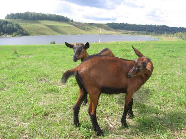 Племенные козы Чешские гнедые (Скот из Европы класса Элита) в фото 7
