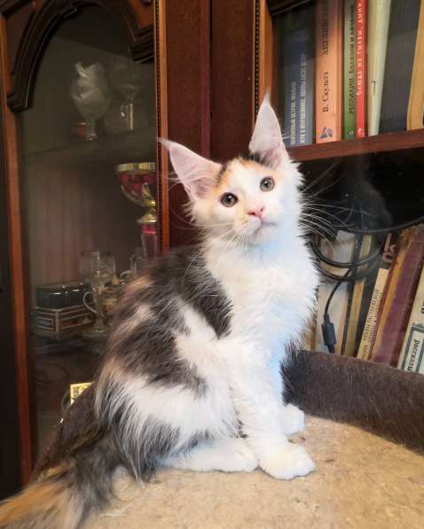 Мейн кун котенок в Москве фото 4