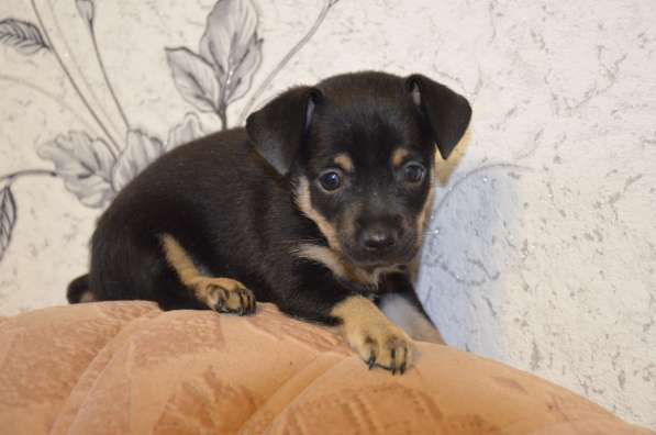 Щенки той-терьера в Магнитогорске фото 4