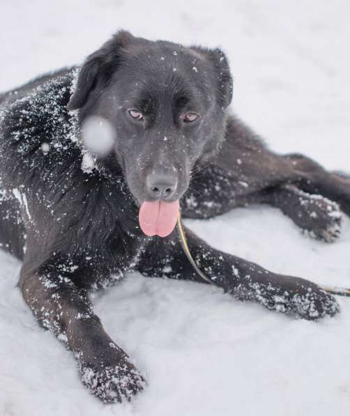 Метис лабрадора ищет хозяев в Москве фото 9