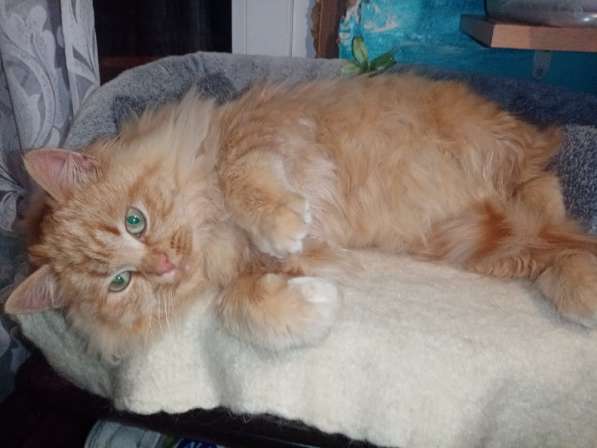 Бархат + Зайка: коты-неразлучники! Ищут дом! в Москве фото 10