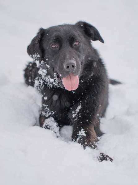 Метис лабрадора ищет хозяев в Москве фото 11
