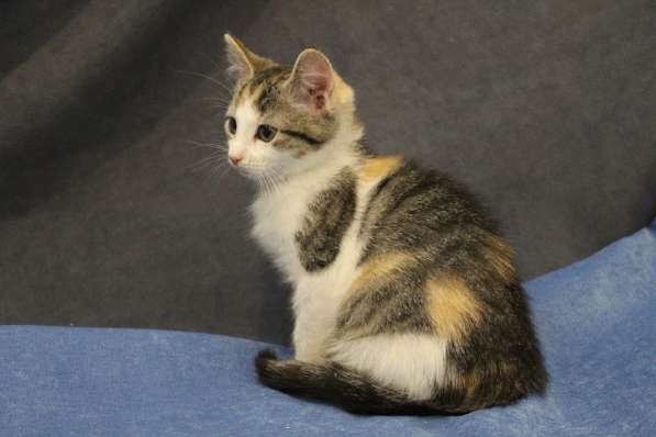 Котенок-ангелочек в Санкт-Петербурге фото 18