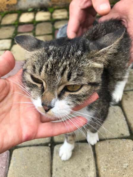 Кошечка в добрые руки в Екатеринбурге фото 6