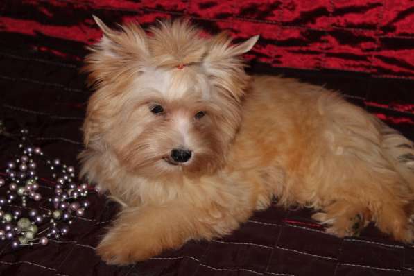 Щенки голддаст йорка в Москве фото 3