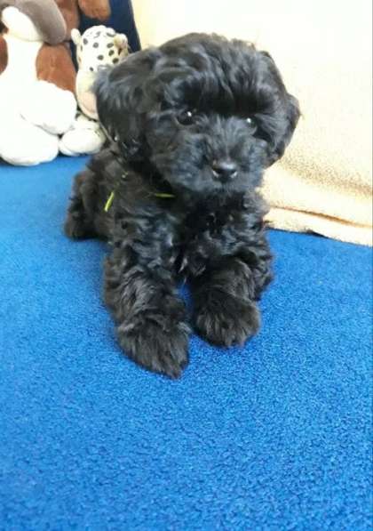 Той пудель в фото 7