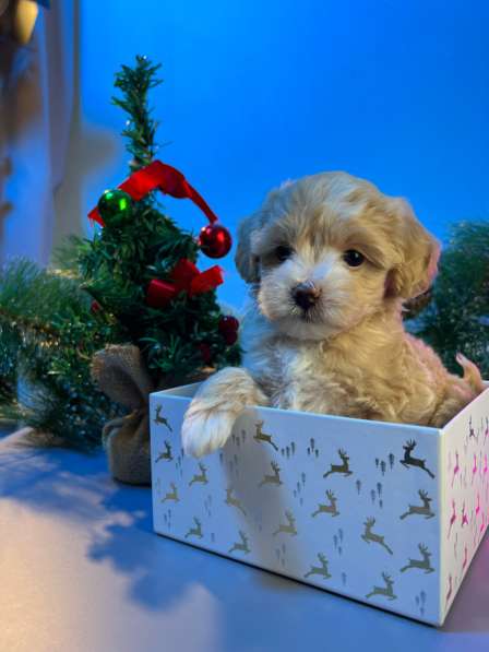 Щенки Мальтипу F1