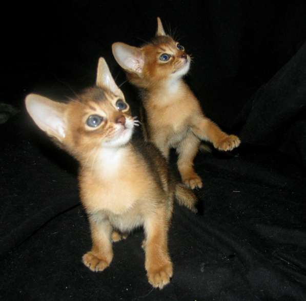 Абиссинские котята Питомник абиссинских кошек sunnybunny. by в фото 6