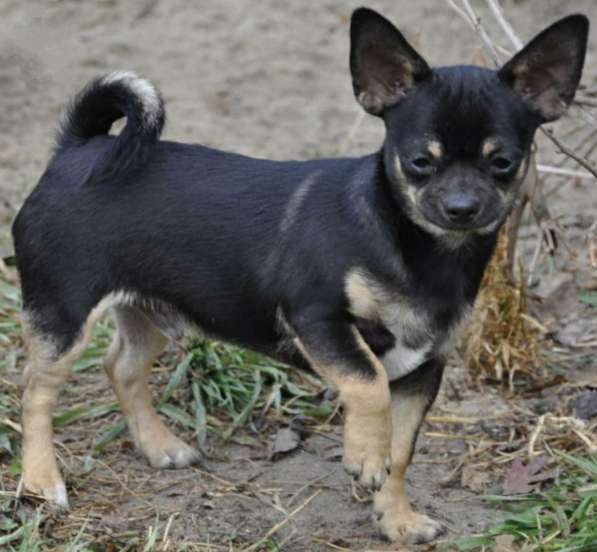 Чихуахуа. Стандарт в фото 8