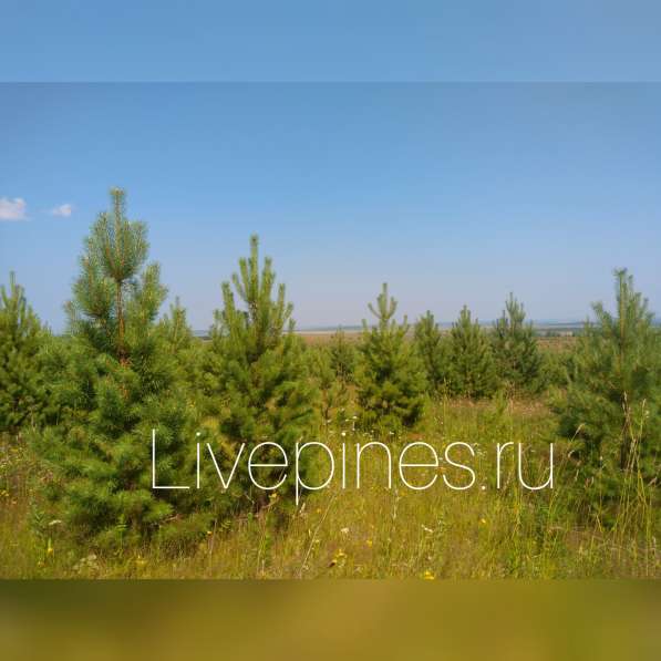 Саженцы Сосна (Pinus sylvestris), Берёза Повислая
