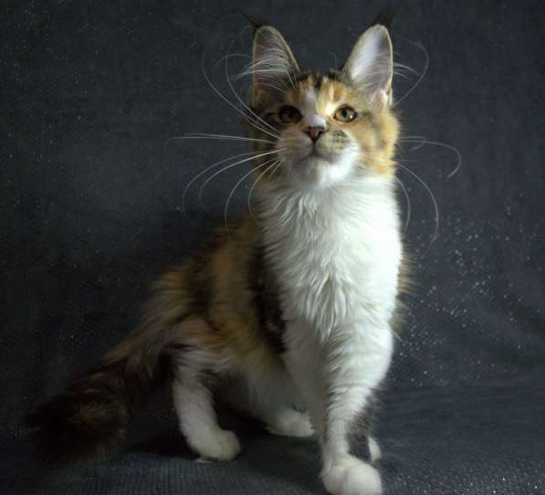 Котёнок Мейн Кун в фото 3
