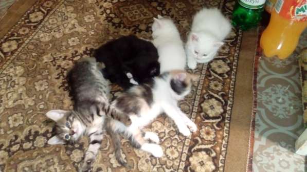 Котёнок - лапочка в Тольятти фото 13