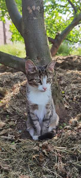 Отдам чудесного котёнка в заботливые руки