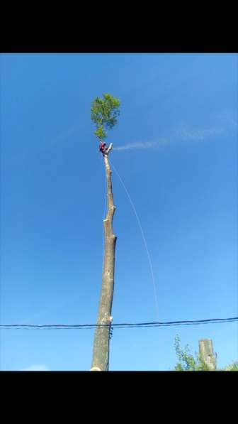 Удаление деревьев любой сложности Арборисв в Химках фото 4