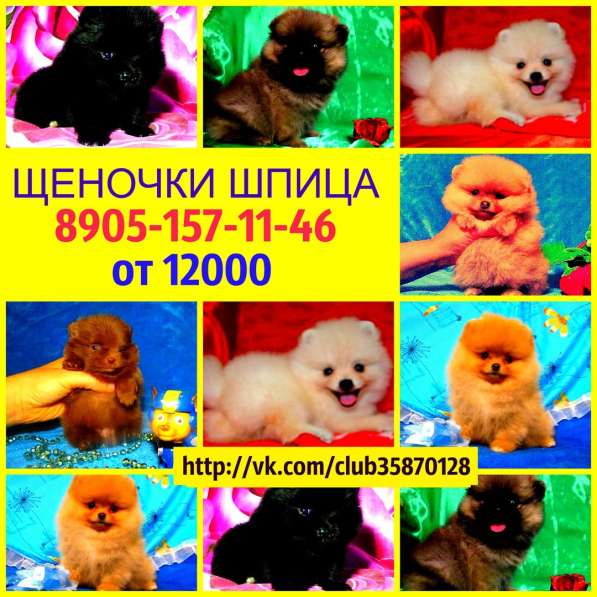 Классные щенки померанцы