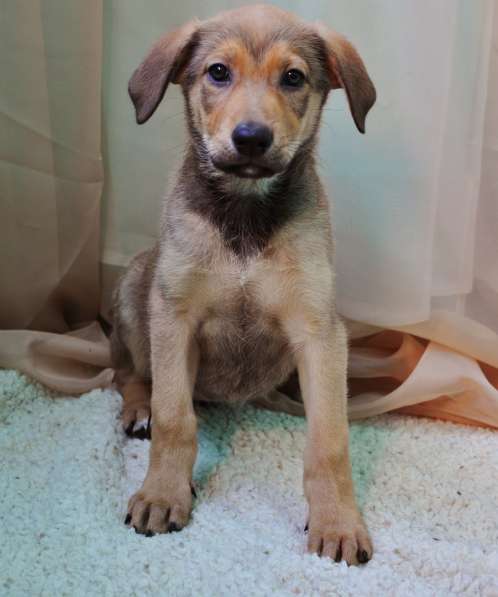 Великолепная Четверка в дар в Москве фото 42