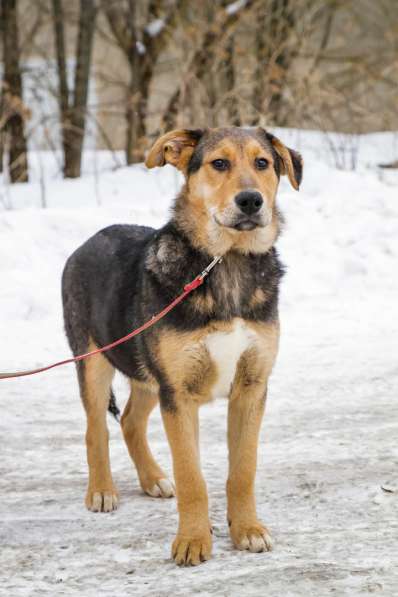 Собака в хорошие руки в Санкт-Петербурге фото 5