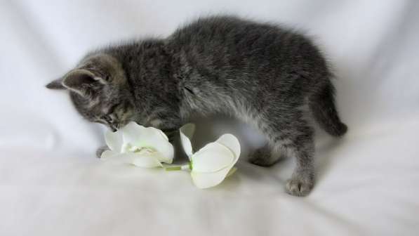 Крутышка малышка - девочка в Москве фото 4