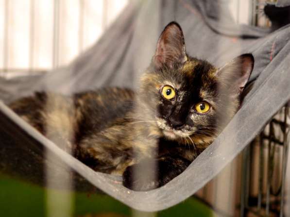 Почему судьба так жестока к Киттари в Москве