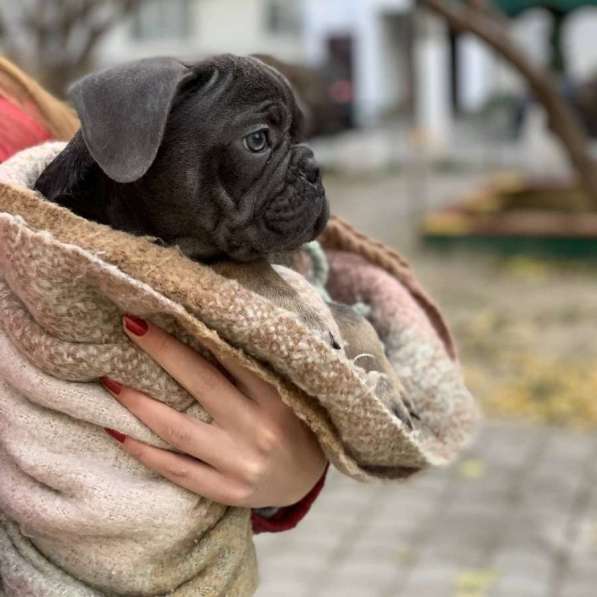 Французский бульдог в Москве