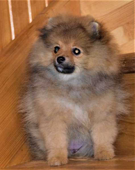 Лапочка в Одинцово фото 5