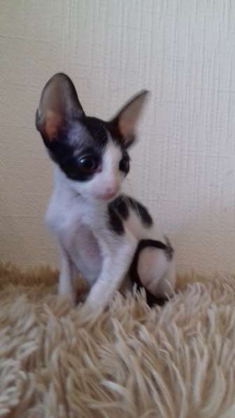 Кошечка Корниш рекс в Москве фото 12