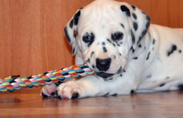 Щенки Далматина