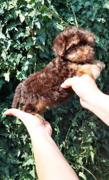 Мальтипу. Choco tan в фото 5