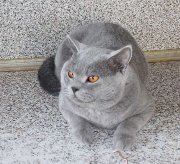 Британский мальчик в фото 6