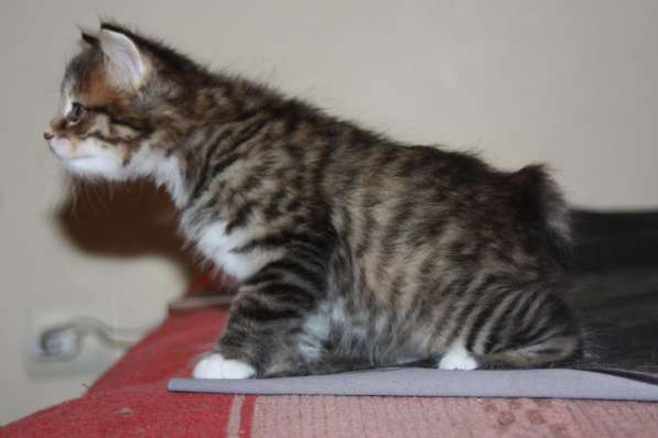 Курильский бобтейл в Санкт-Петербурге фото 15