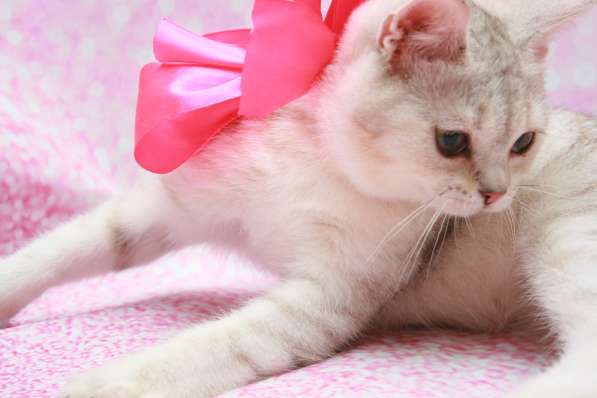 Кошки лучше любых aнтидепресaнтов в Долгопрудном